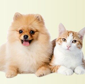 Mascotas
